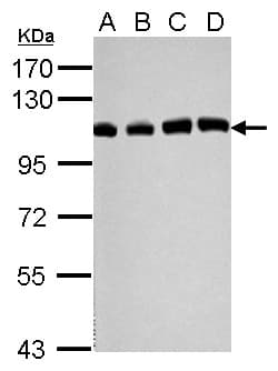 USP13 Antibody (C-Terminus)