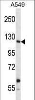 INSRR Antibody (aa1228-1255)