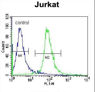 Polyclonal Rabbit anti-Human RSBN1 Antibody (aa51-78, IHC, WB)