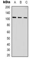 ACTN1 Antibody
