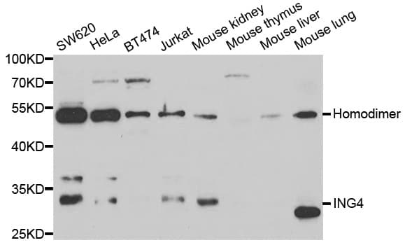 ING4 Antibody
