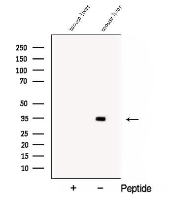 COQ4 Antibody