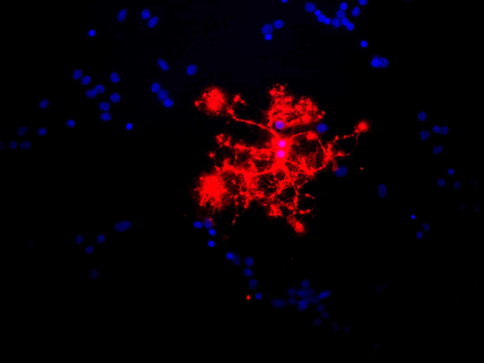 MBP / Myelin Basic Protein Antibody (clone 7G7)