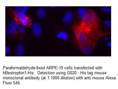 His Tag Antibody (clone HIS.H8)