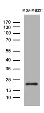 SPANXB1 Antibody (clone OTI2D10, Carrier-free)