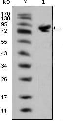 ISLET-1 / ISL1 Antibody (clone 1B1)