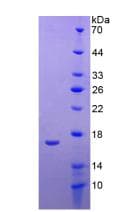 Human APOA1 / Apolipoprotein A 1 (Recombinant His, N-Terminal)