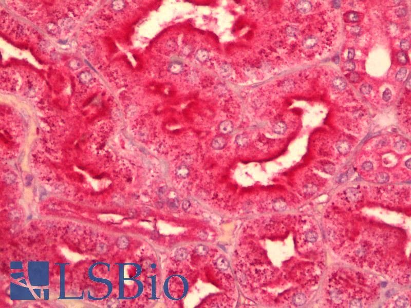 IHC-plus™ Polyclonal Goat anti-Human GNAQ Antibody (aa162-175, IHC, WB)