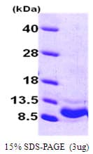 Human VEGF 121 Protein (Recombinant His)