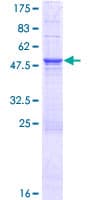 Human CHCHD3 Protein (Recombinant GST)