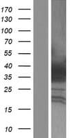 HOXA4 Protein (Over-Expression Lysate Myc-DDK (Flag))