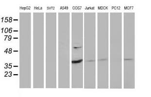 Monoclonal Mouse anti-Human PDLIM2 / SLIM Antibody (clone OTI9B6, WB)