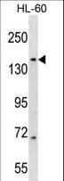 RIMBP3 Antibody (aa180-209)