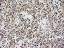 ILVBL Antibody (clone OTI4E4, Carrier-free)