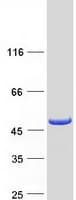 Human TMOD2 / Tropomodulin 2 Protein (Recombinant Myc-DDK (Flag))
