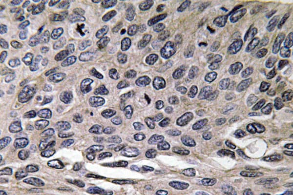 CCL3 / MIP-1-Alpha Antibody (Asp75)