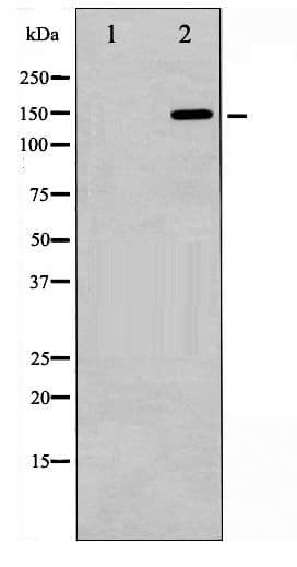 ARHGAP35 / GRLF1 Antibody (phospho-Tyr1105)