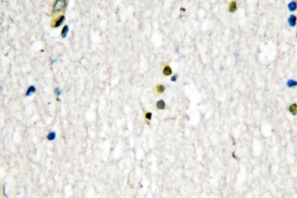 LIG1 / DNA Ligase 1 Antibody (Glu139)