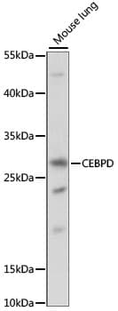 C/EBP Delta / CEBPD Antibody
