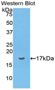 Preprovasopressin Antibody (aa24-268, PE)