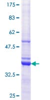 Human EIF3I / EIF3S2 Protein (Recombinant GST, N-terminus)