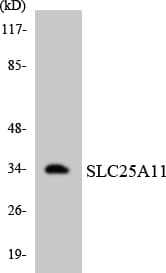 SLC25A11 Antibody (aa115-164)