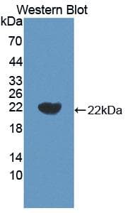 IL18 Antibody (aa36-192, Cy3)