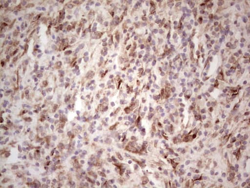 BHLHE41 / BHLHB3 / SHARP1 Antibody (aa1-297, clone OTI5B1, Carrier-free)