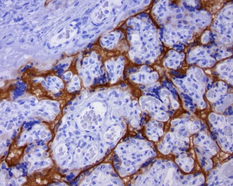 CD274 / B7-H1 / PD-L1 Antibody (C-Terminus, clone OR-5H8)