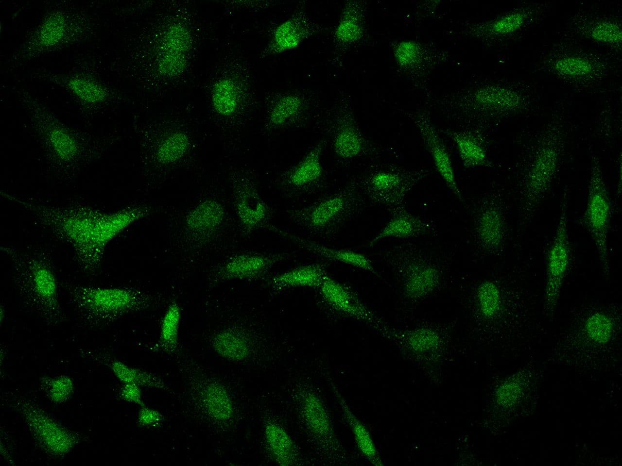 PGBD4 Antibody