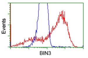 BIN3 Antibody (clone OTI7D6, Carrier-free)