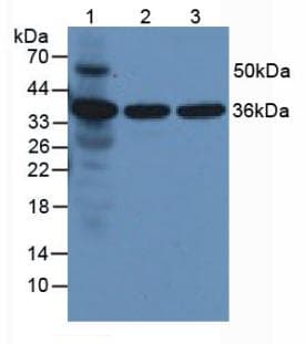 ANXA5 / Annexin V Antibody (aa1-321)