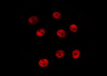 CREB1 / CREB Antibody (phospho-Ser133)