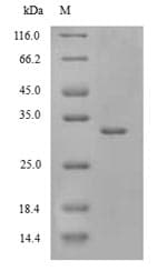 Drosophila melanogaster POLR2A / RNA polymerase II Protein (Recombinant 6His, N-terminus)