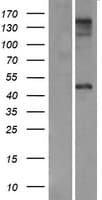 ZP3 Protein (Over-Expression Lysate Myc-DDK (Flag))