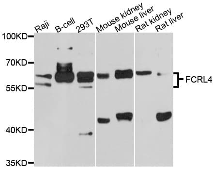 FCRL4 / IRTA1 / CD307d Antibody