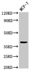ATOH1 / MATH-1 Antibody (aa1-354)