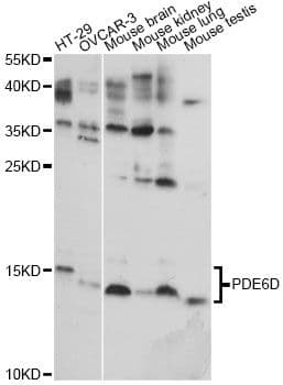 PDE6D / PDE6 Delta Antibody