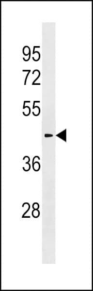 Polyclonal Rabbit anti-Human SLC30A10 Antibody (aa331-359, WB)