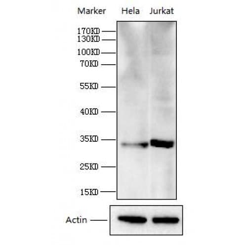 CDK2 Antibody (200-280 aa, C-terminal)