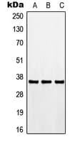 CDK3 Antibody (N-Terminus)