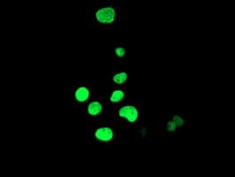 HOXC11 Antibody (aa1-304, clone OTI2H9)