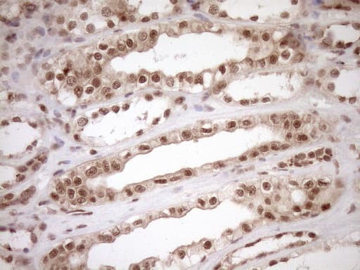 NUDT21 Antibody (aa2-227, clone OTI2C8)