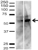 TP53 / p53 Antibody