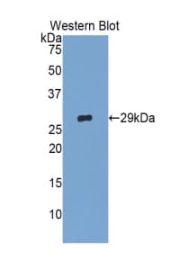 GPC4 / Glypican 4 Antibody (aa222-468, PE)
