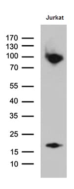 SH3BP1 Antibody (clone OTI1C9)