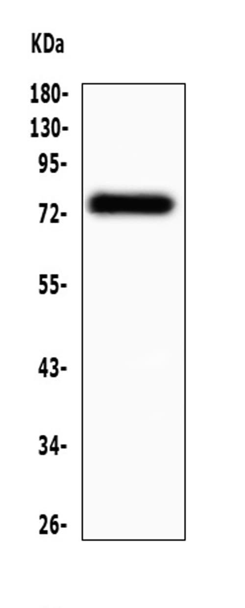 VISA / MAVS Antibody