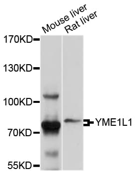 YME1L1 Antibody