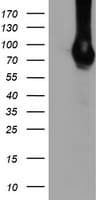 DGKA Antibody (clone OTI8G5, Carrier-free)