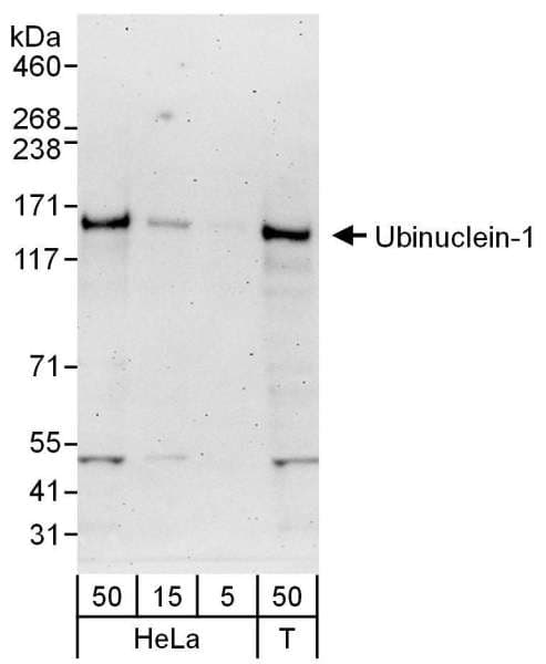 UBN1 / Ubinuclein 1 Antibody (aa1084-1134)